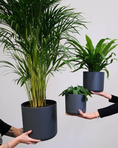 Inside plants