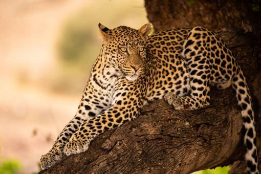 Leopard perched on a tree