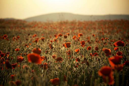 tierra campo de amapolas al atardecer