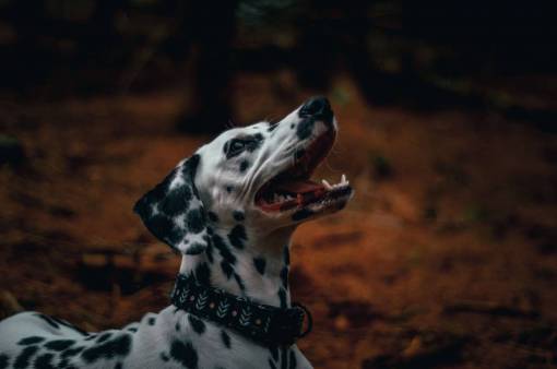 Portrait of a Dalmatian Dog
