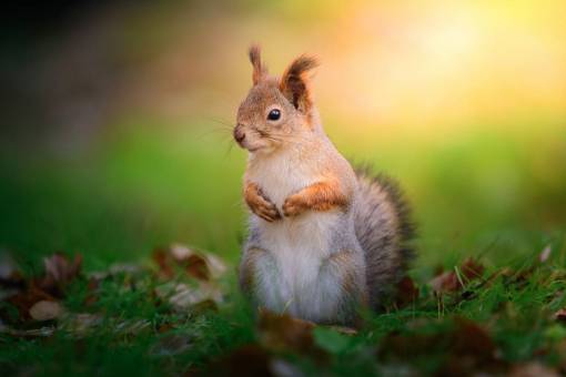 Squirrel at sunset in the forest