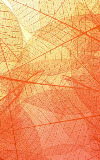 orange Macro shot of a leave