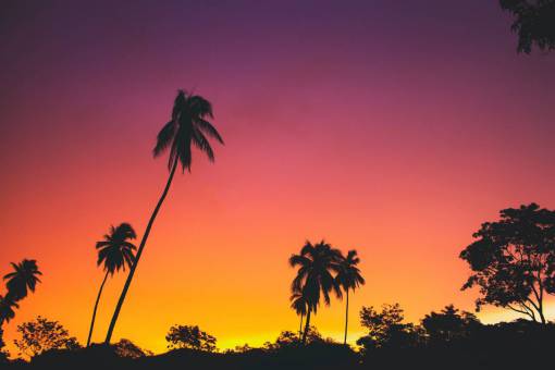 orange Palm trees at sunset