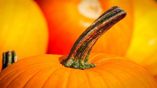 orange Pumpkin Stem