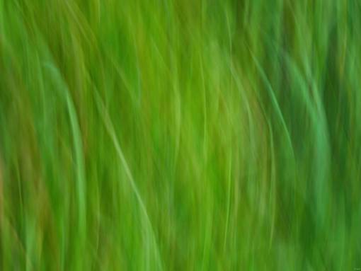 springtime backgrounds summer nature wild grass;background;blur grass abstract green color