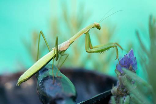 macro insect nature praying mantis green color close-up animal