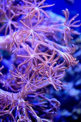deep reef blue fish underwater nature animal coral reef