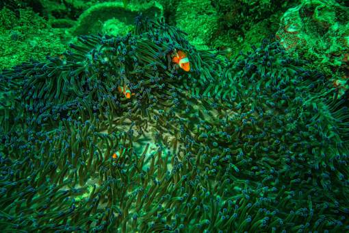 deep scuba diving nature reef underwater fish coral;reef animal