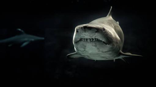 salvaje tiburón submarino animal naturaleza peligro peces animales salvajes
