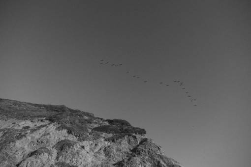 volador pájaros bandada animales voladores cielo gris en blanco y negro