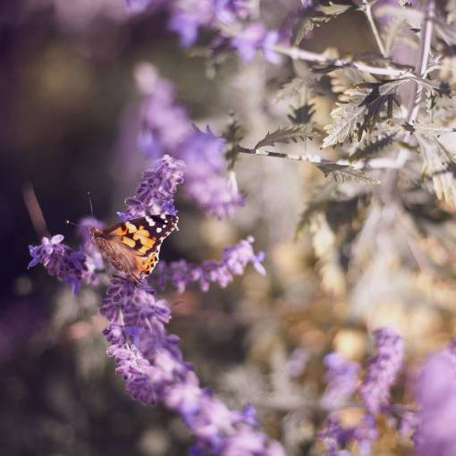 lavanda mariposa insecto naturaleza flor morada hojas de lavanda