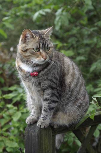 kitten cat  pet  outdoors  nature  feline  animal  focus