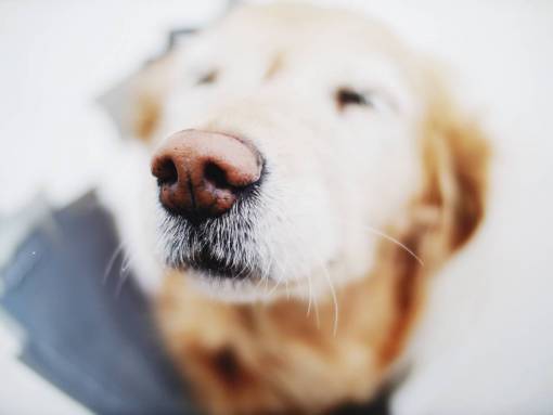 dog  animal  snout  nose  golden retriever  pet
