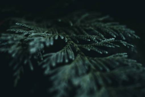 stem-cell fern  leaf  macro  dark  texture  bokeh  natural