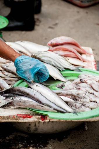 pescado marisco calamar mojado vendedor del mercado