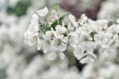 stalks flowers  nature  blossoms  branches  stems  stalk  white