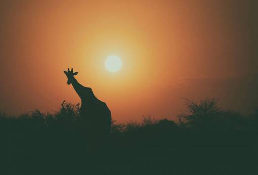 fauna silvestre jirafa animal fauna árbol planta al aire libre naturaleza