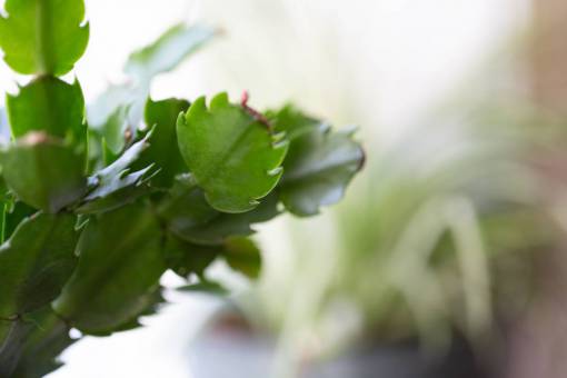 detalle de hoja planta de la casa de cerca decoración de interiores hojas verdes
