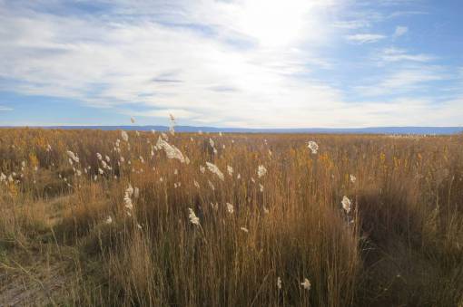 laguna Laguna Cejar Chile campos plantas cielo nubes sol