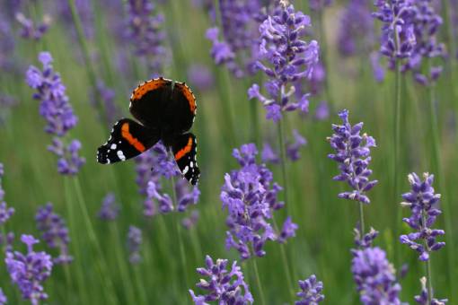 volador lavanda, mariposa, flor, arbusto, campo, púrpura, florecimiento