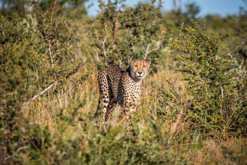 leopard leopard  animal  grass  nature  sunny  day  forest