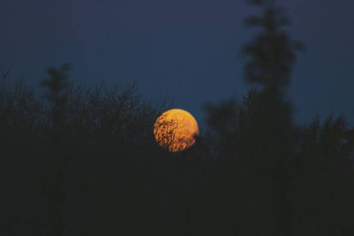 redondo círculo de luna redondo oscuro cielo nocturno árbol