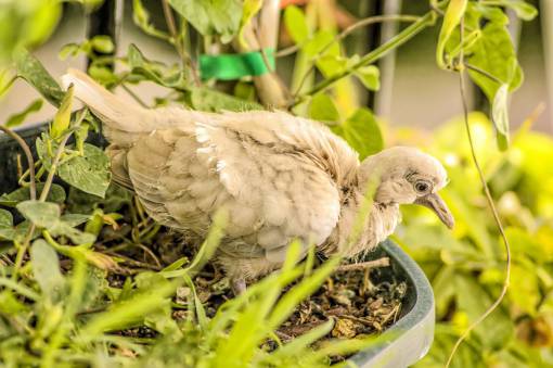 pajaros salvajes naturaleza animal pájaro tórtola salvaje al aire libre
