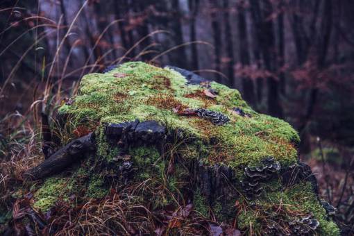 naturaleza paisaje bosque bosques plantas verdes hierba