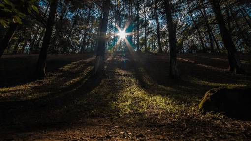 bonfire nature  landscape  forest  woods  sunny  sunlight  sunshine