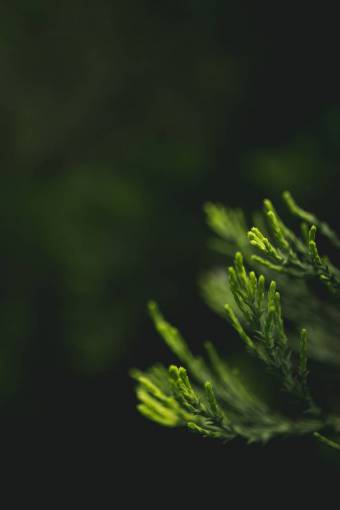 naturaleza deja verde todavía bokeh