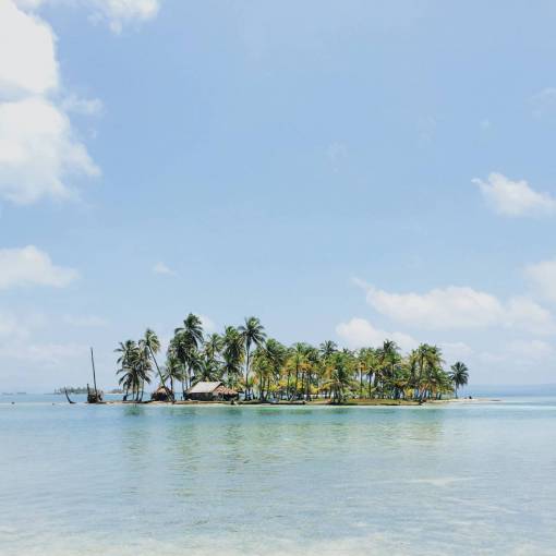 palm trees  island  tropical  vacation  travel  trip  summer