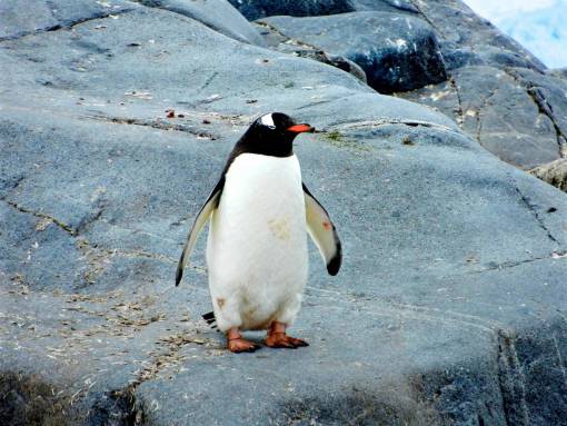 penguin-expression penguin  bird  aquatic animal  rocks
