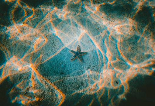 bajo estrella de mar submarino océano mar corriente