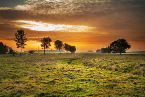 hen sunset  clouds  sky  trees  fields  grass  hay