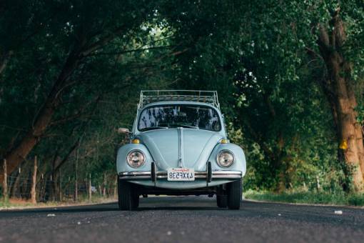 drive-ball-sports transportation  bug  volkswagen  drive  street  road  trees