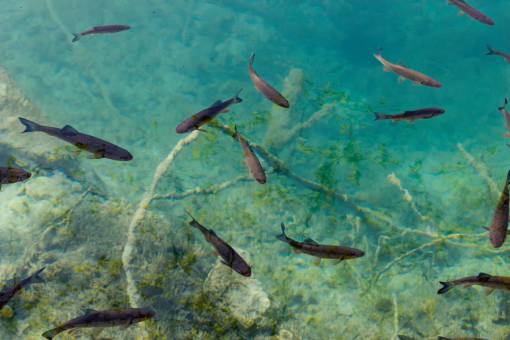 bajo agua bajo el agua animales peces corales malezas