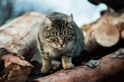 wood  outdoor  nature  cat  pet  animal  blur
