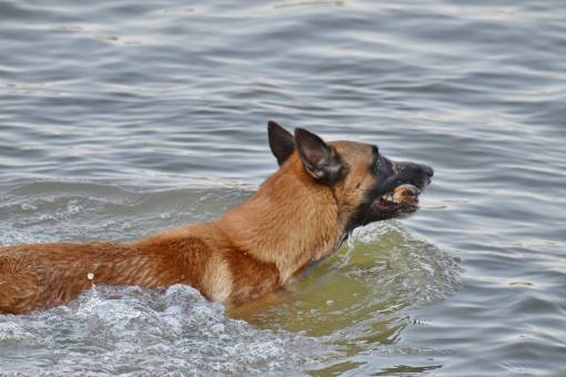 carnivores animals dog shepherd german swimming animal brown carnivore canine
