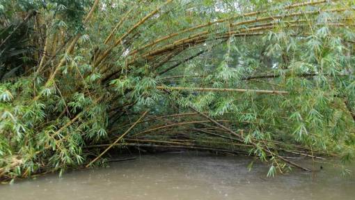 swamp bamboo rain forest rainforest swamp tropical season water summer leaf tree kb