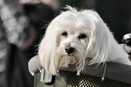 race basket furry adorable puppy pedigree boucle chien curl dog panier breed pet compagnie chiot blanc race animal kb