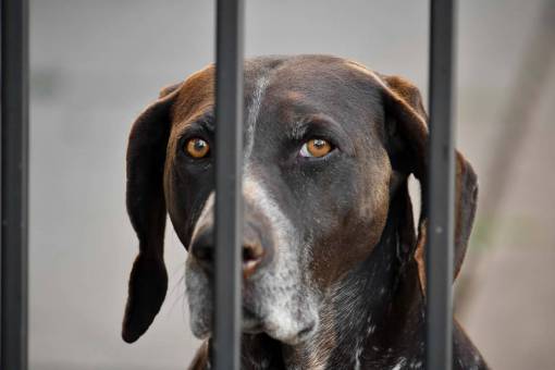 razas ojos de perro marrón caza buscando sabueso raza canina mascota