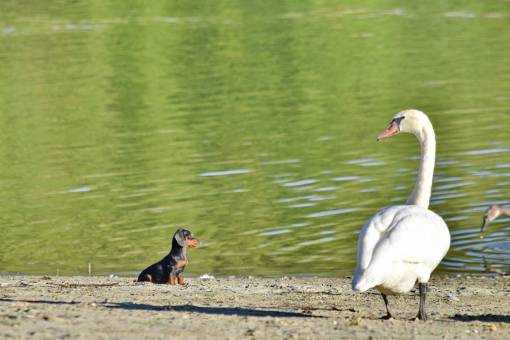 http costa ?perro? cachorro verano temporada cisne
