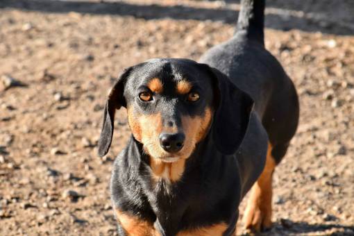 hunt dog dachshund looking hunting hound puppy pet canine cani affettuosi dogs sempre sono 