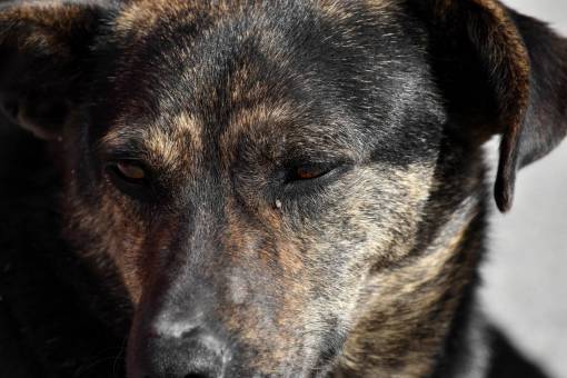 pesado Pestañas de perro ojos pedigrí caza mascota ojo canino retrato animal