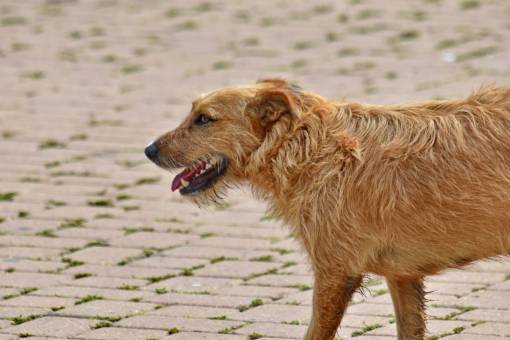 hunt dog walking brown hunting canine pavement grass fur animal dogs 