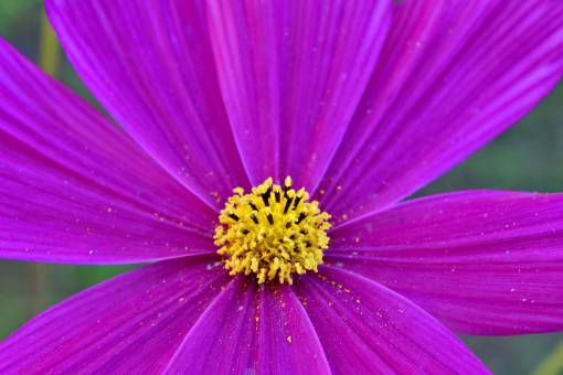 wildflower flower flowers wildflower botany wildlife petal bright nature 