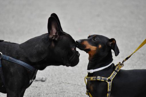 50s perros dogs collares pet pedigree nose head mejores purebred breed dog mascota perro antiparasitarios agua redcanina todo
