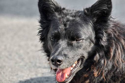 teeth shepherd dog purebred pedigree teeth nose canine tongue sunshine pet
