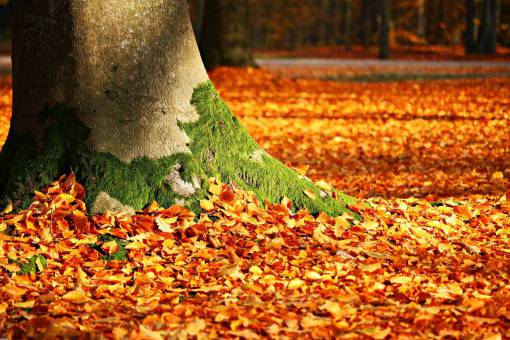change dry leaves in autumn