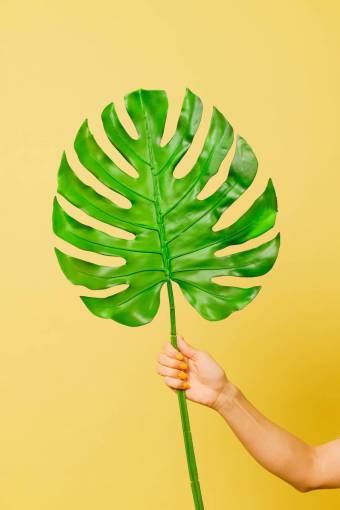 leaves Alocasia plant